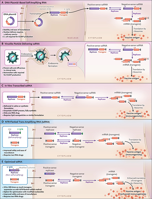 vaccino rna