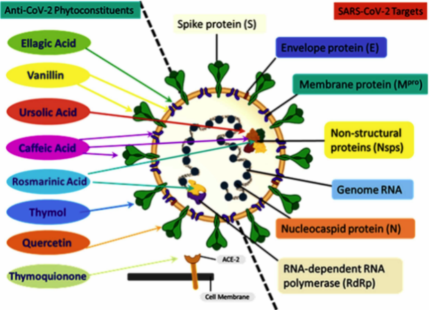 fitoterapia covid virus