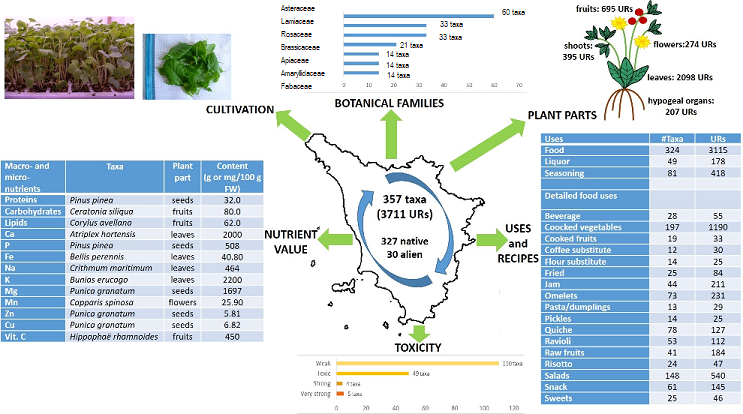 piante selvatiche toscana abstract