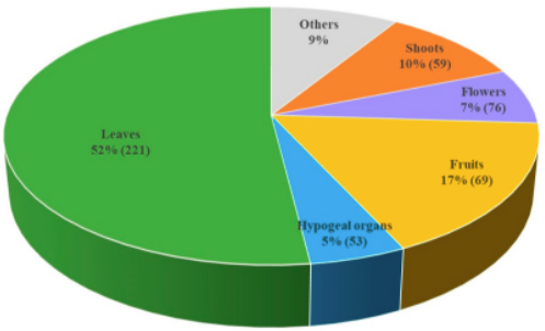 piante selvatiche toscana fig3